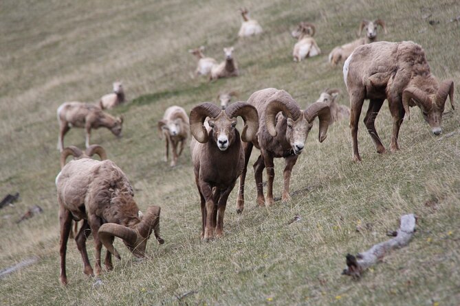 Banff Highlights & Wildlife | Award-Winning Small Group Adventure