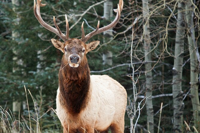 Banff History Tour - 1.5hr Walking Tour - Tour Overview