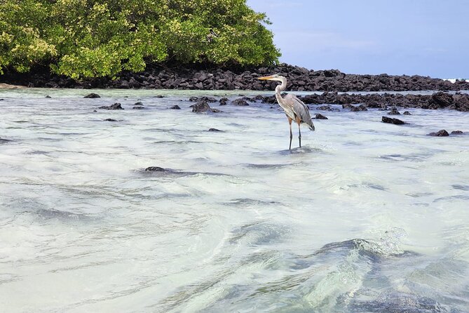 Beach Wildlife and Snorkel Adventure With Underwater Specialist