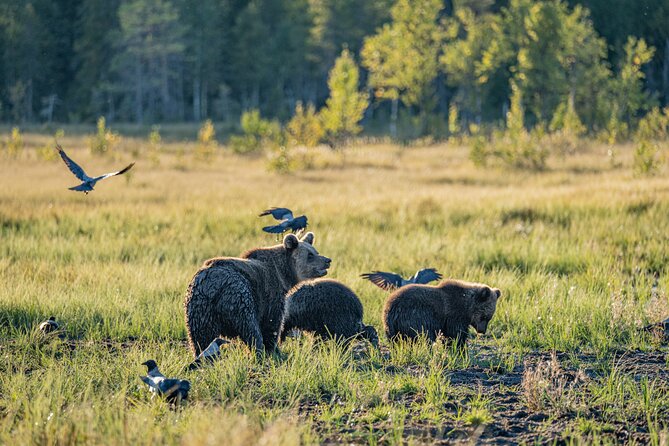 Bear and Arctic Animals 2 Day Trip From Rovaniemi - Trip Overview