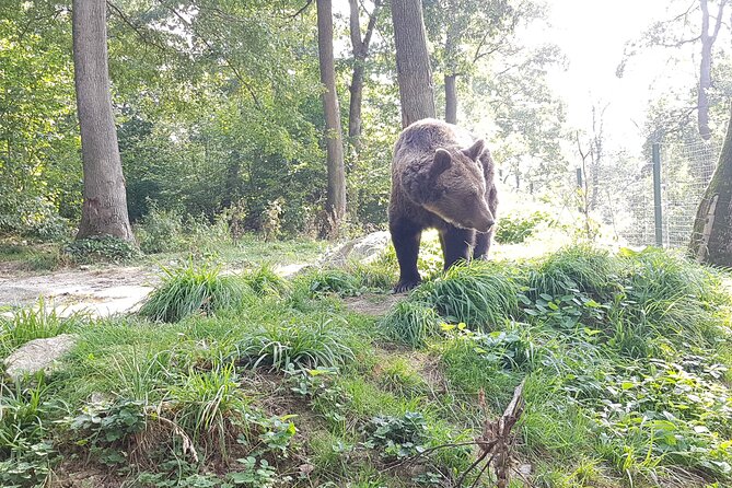 Bears Sanctuary, Dracula Castle and Brasov City – Full Day Trip From Bucharest