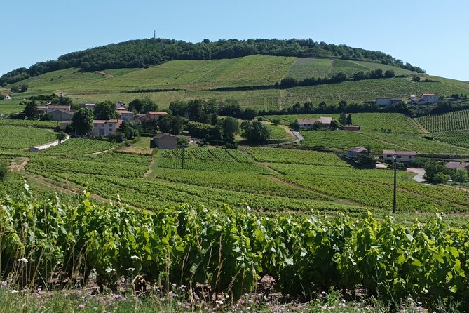 Beaujolais 100% Wine Tour Small-Group Tour With Tasting From Lyon