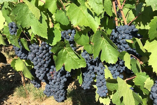 Beaujolais Wine Discovery – Private Tour – Half Day