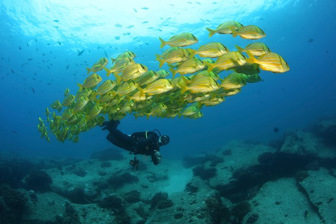 Beginner Scuba Diving in Cabo San Lucas - Overview and Recommendations