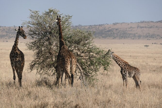 Best 4 Days Tanzania Sharing Group Safari