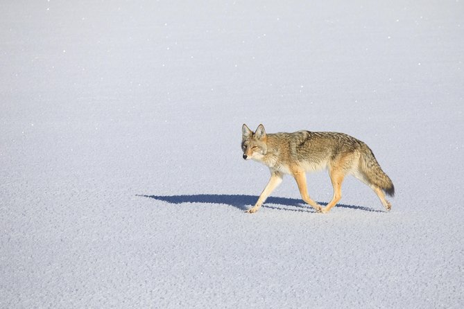 Best of Jackson Hole Wildlife Private Safari Tour