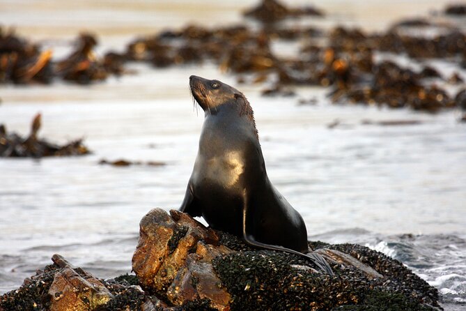 Big 5 Sea Safari in Walker Bay From Gansbaai - Marine Big 5 Experience
