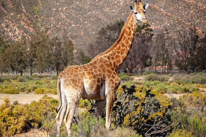 Big Five Safari Experience Near Cape Town ,South Africa