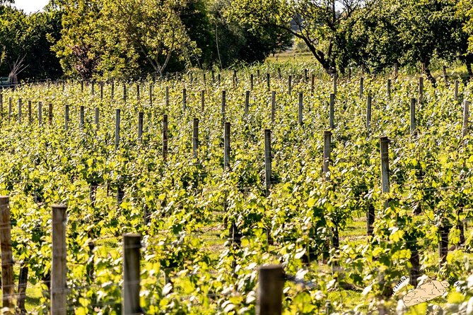 Bilbao Txakoli Wine Tour