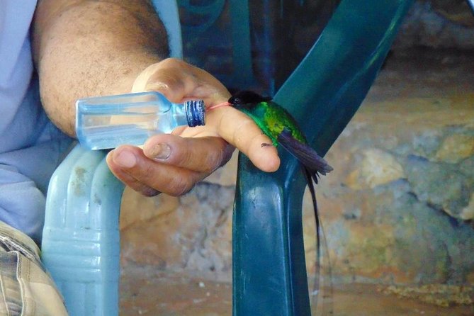 Bird Feeding Sanctuary, Montego Bay Highlights and Columbus Park Day Adventure