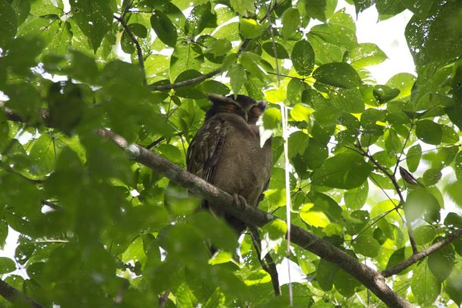 Bird Watching Tour From San José