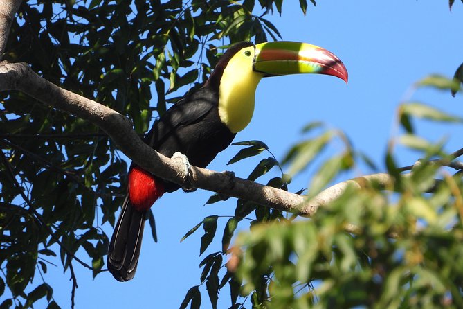Birds of the Mayan World 1