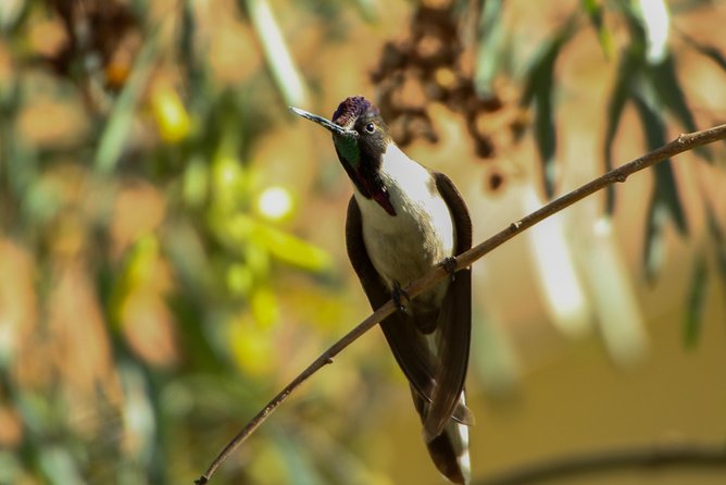 Birdwatching at Huacarpay Wetland in Cusco