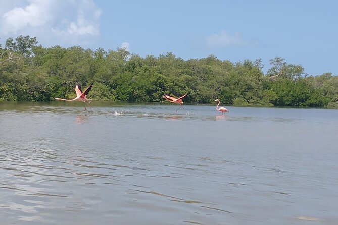 Birdwatching by Kayak in the Mangroves