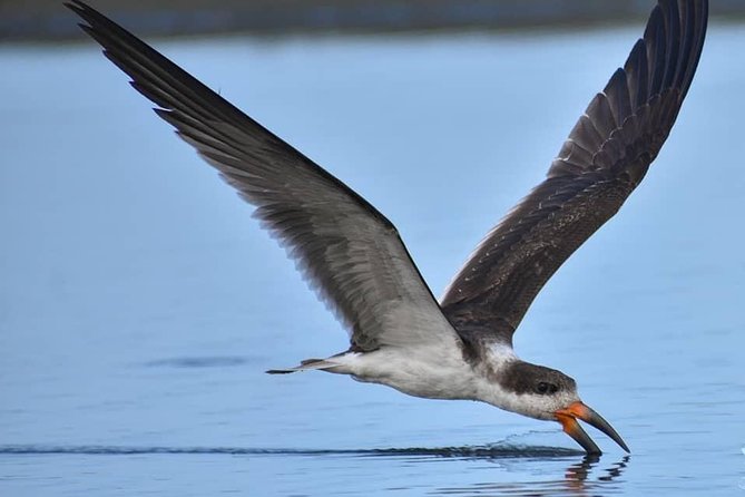 Birdwatching Wetland of Mantagua