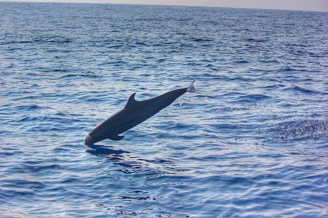 Boat Trip to See Marine Life in Puerto Escondido