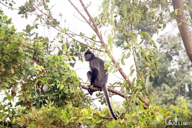 Borneo Kinabatangan River Cruise Day Trip