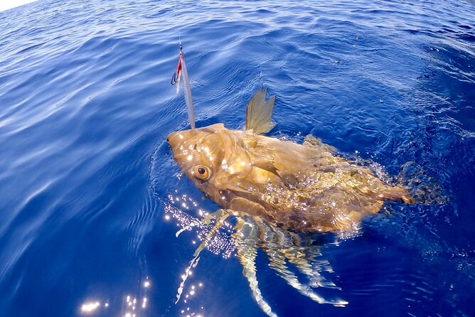 Brac and Solta Island Half Day Fishing Experience