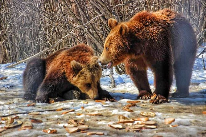 Brown Bear Sanctuary & Draculas Castle & Brasov – Private Tour From Bucharest