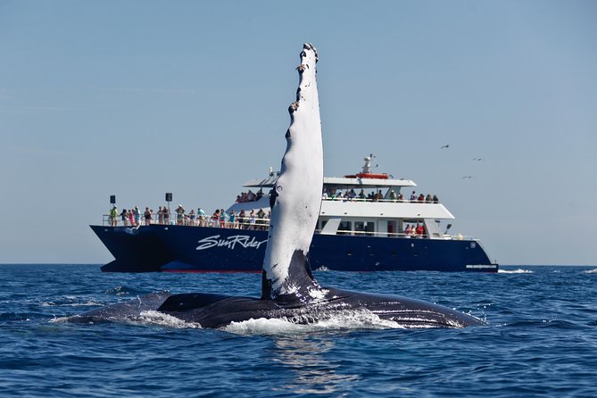 Cabo San Lucas Whale Watching Lunch Cruise - Overview and Experience
