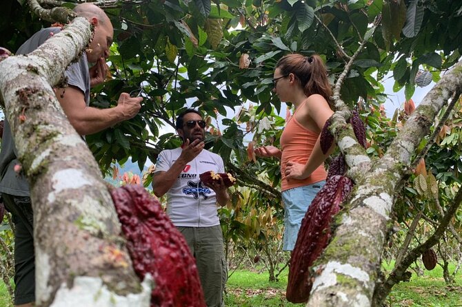 Cacao Farm & Chocolate Tasting With a Visit to Jubones Desert