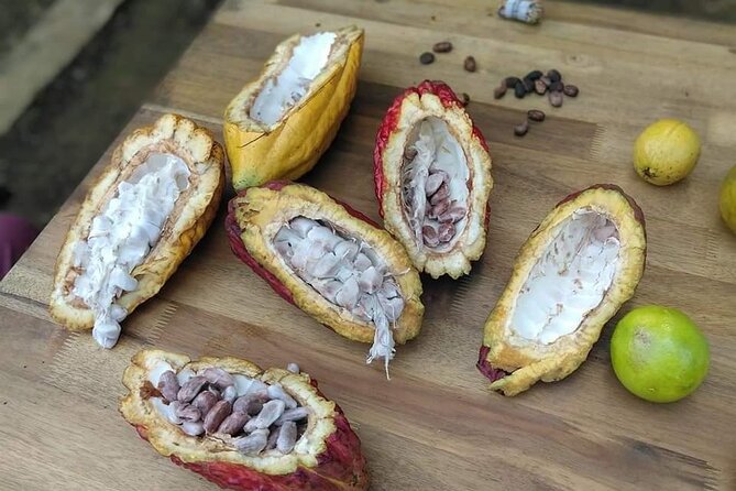 Cacao Tour