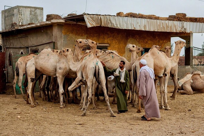 Cairo Unusual Day Tour Visit Camel Market in Birqash