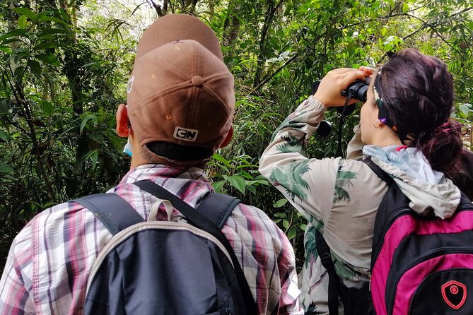 Cali: Bird Watching | Birding in the Cloud Forest at Kilometer 18