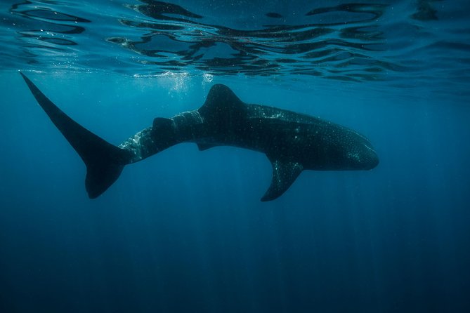 Cancun Whale Shark Encounter - Overview and Ratings