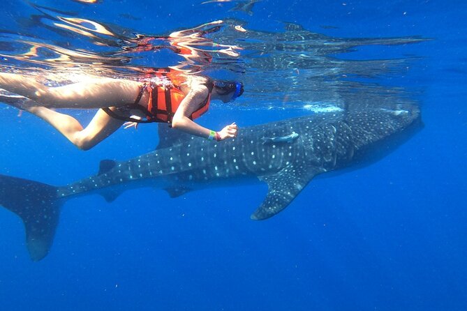 Cancun Whale Shark Experience With Snorkel & Transportation - Tour Highlights
