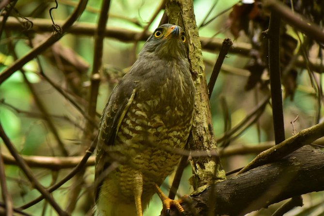 Caño Negro Wetlands by Boat|Small Groups 8 Max