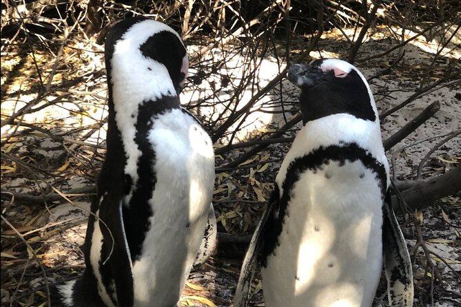 Cape of Good Hope, Boulders Beach Penguins and Wine (Travelers Choice Award)