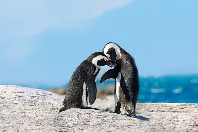 Cape Point Explore With Boulders Penguins Small Group Day Tour