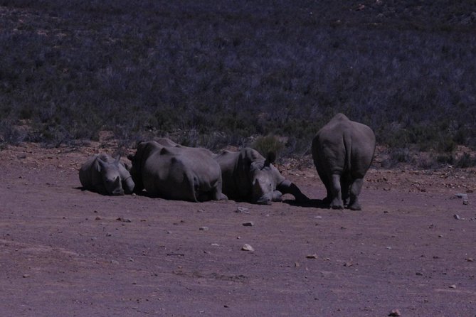 Cape Town Safari Big 5 Experience All Inclusive - Booking Details and Pricing