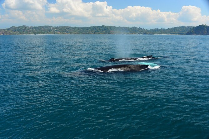 Catamaran Adventure From Manuel Antonio - Tour Overview and Inclusions