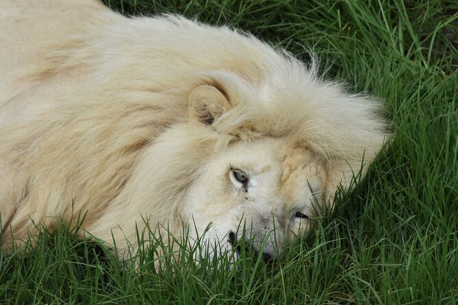 Cats in Conservation - Importance of Cats in Ecosystems