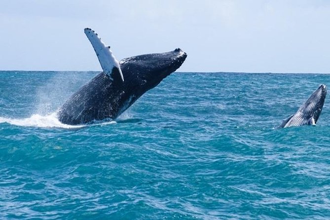 Cayo Levantado Whales Fun Day Experience From Punta Cana - Tour Overview