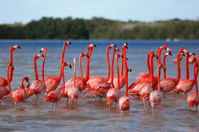 Celestun Beach and Mangrove Boat Ride From Merida - Tour Overview