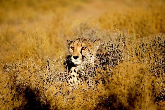 Cheetah Outreach and Award-Winning Winelands Full Day Tour