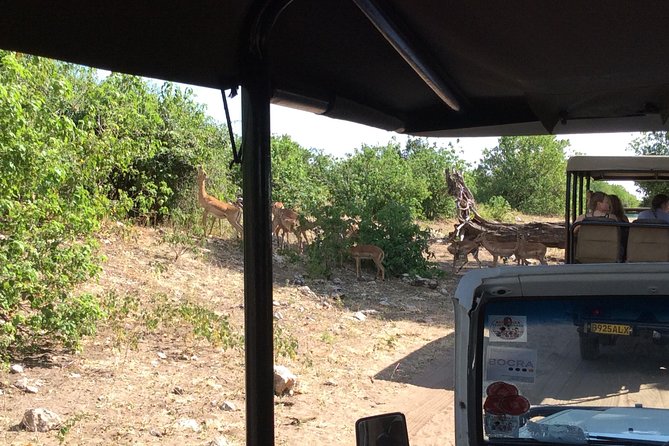 Chobe Full Day Trip