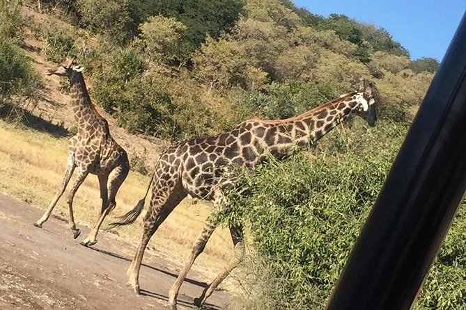 Chobe Half Day Trip