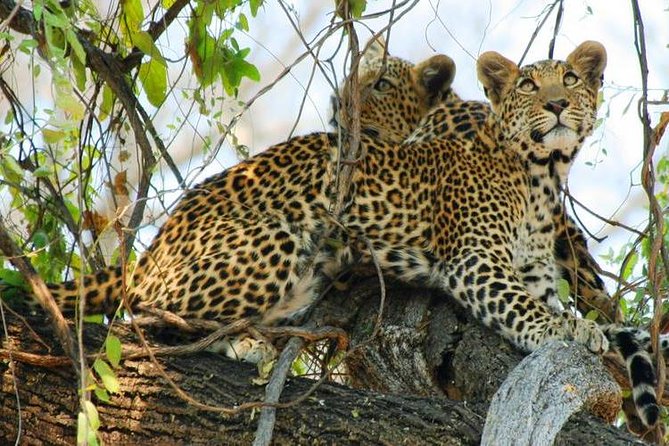 Chobe Sunrise Upto Sunset Day Trip From Victoria Falls 5AM – 7PM