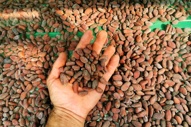 Chocolate and Coffee Tasting Tour Manuel Antonio - Tour Overview