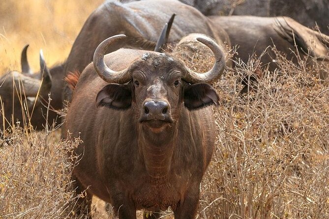 Classic Best of Kenya
