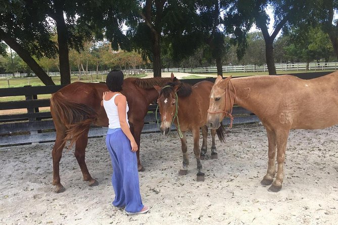 Coaching With Horses in Dominican Republic