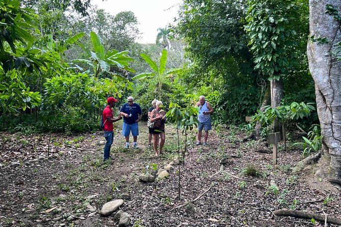 Cocoa & Artisan Chocolate Route With an Historical Tour in Puerto Plata City
