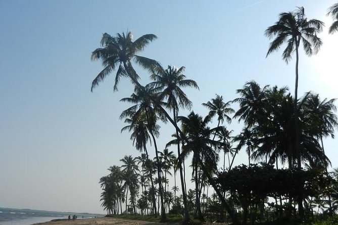 Coconut Coast and Praia Do Forte - the Famous Beaches - Tour Overview