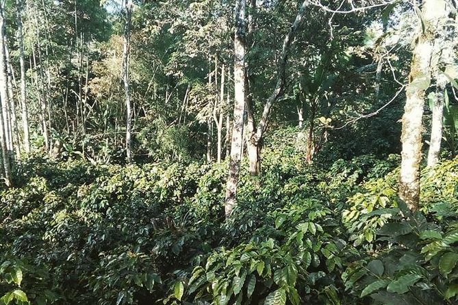 Coffee Experience - Finca in Fredonia - Overview of the Experience