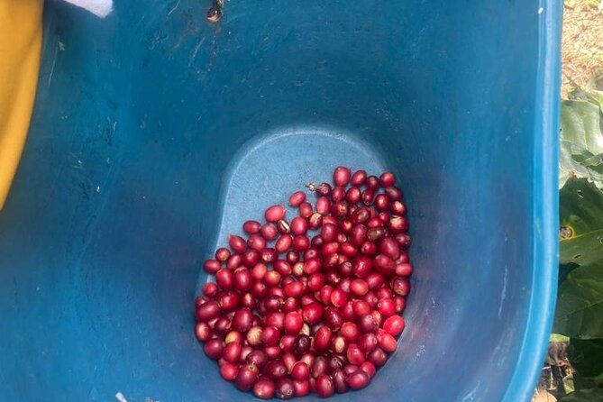 Coffee Farmer for a Day With Lunch Included
