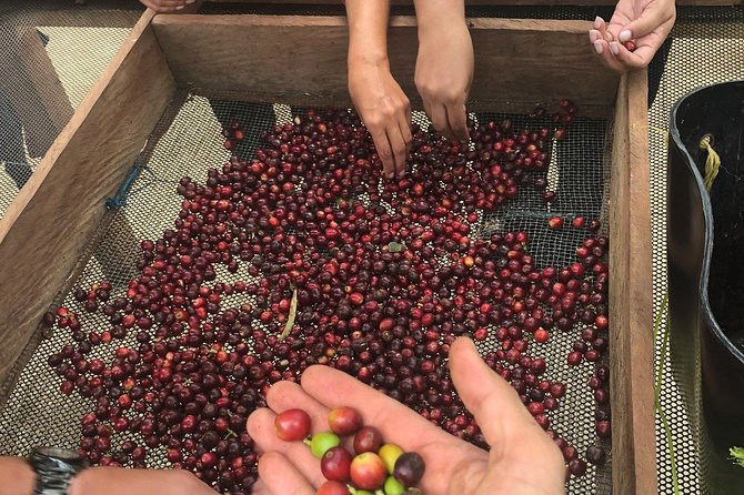 Coffee Tour Finca Jaguar